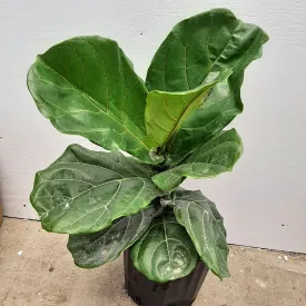 10" ficus lyrata bush