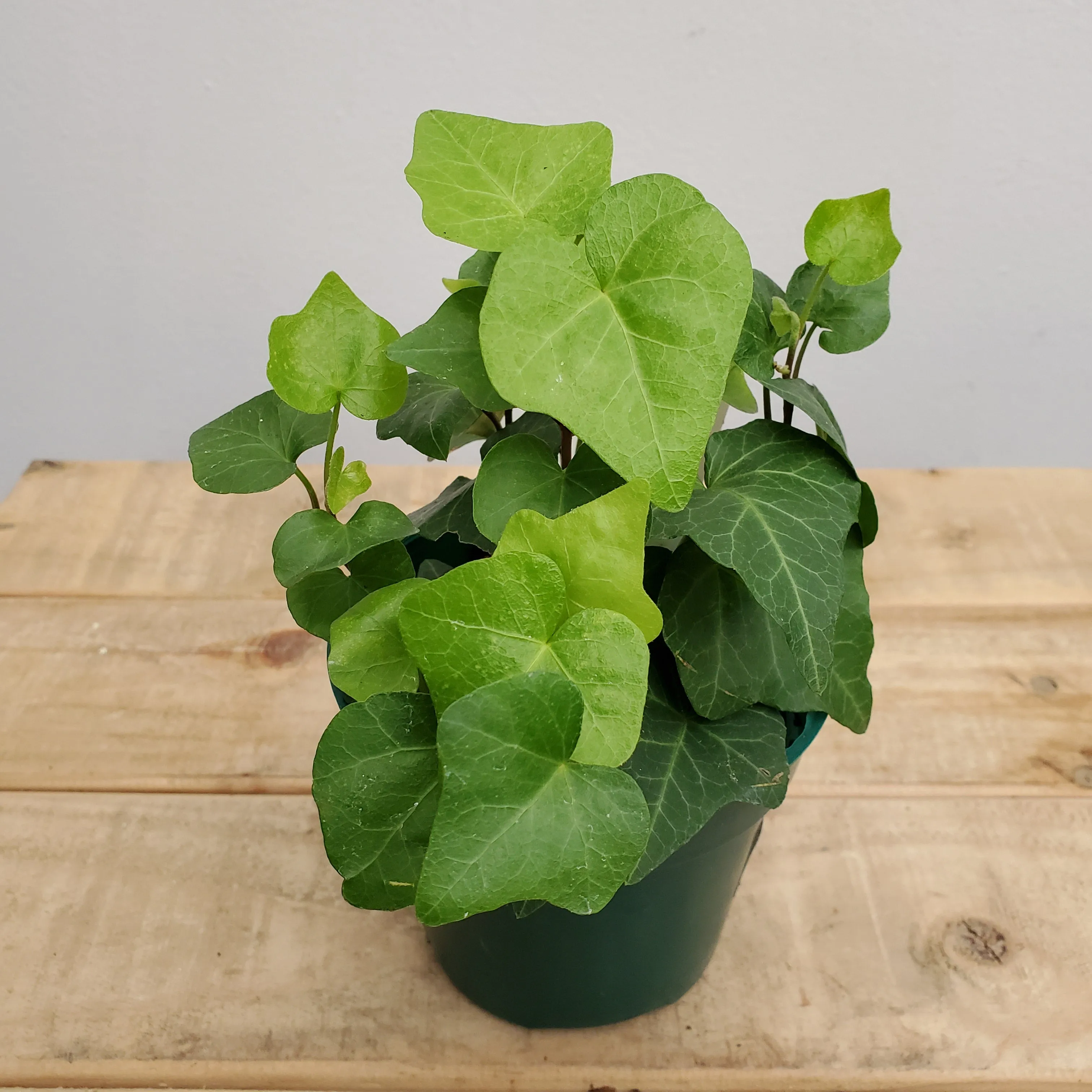 4" ivy green