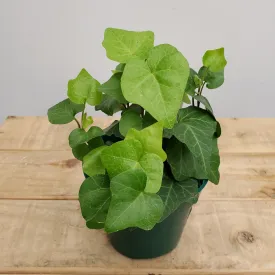 4" ivy green