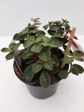 4" peperomia red twist