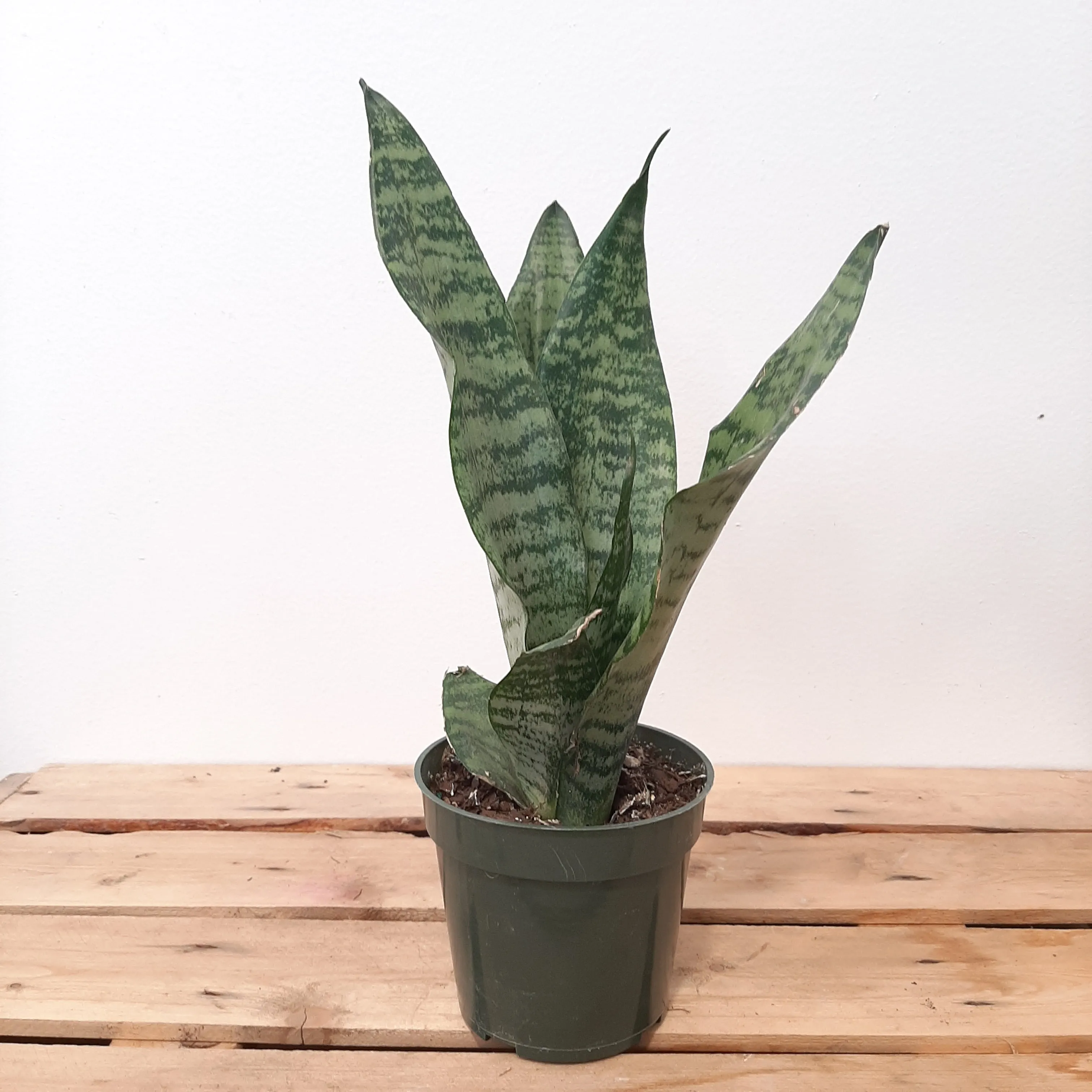 4" sansevieria