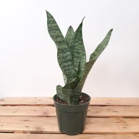 4" sansevieria