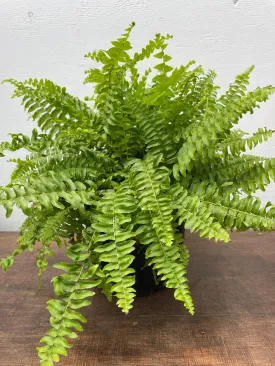 6" boston fern