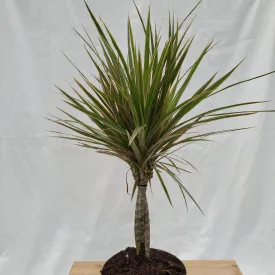6" dracena marginata bicolor