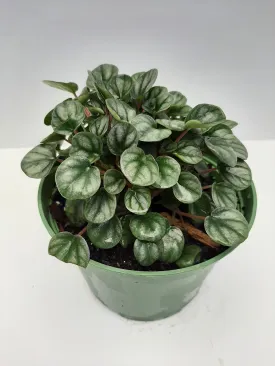 6" peperomia silver frost