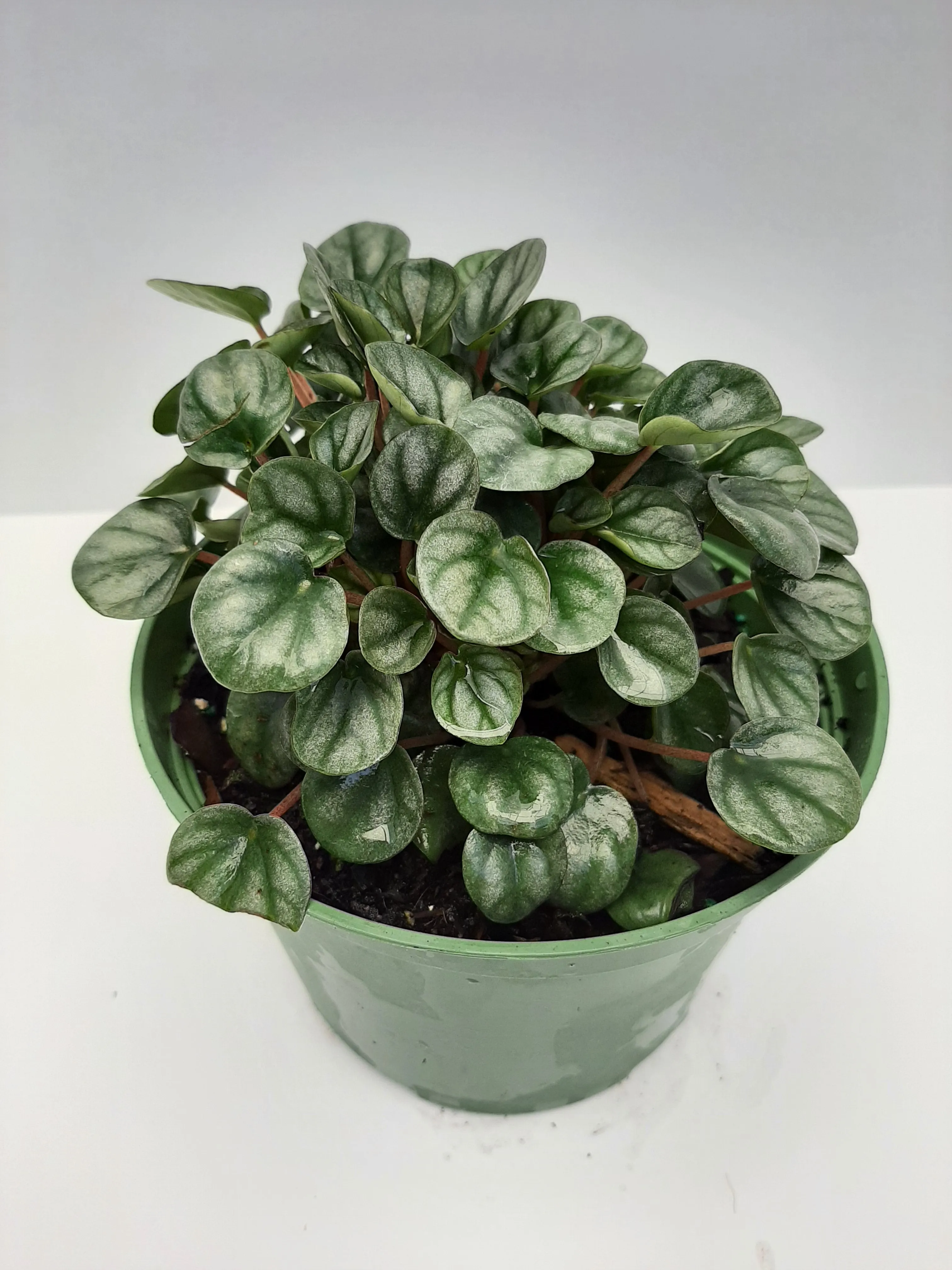 6" peperomia silver frost