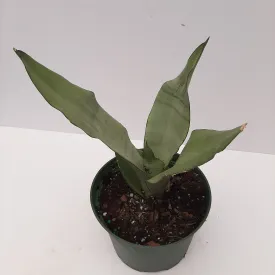 6" sansevieria moonshine