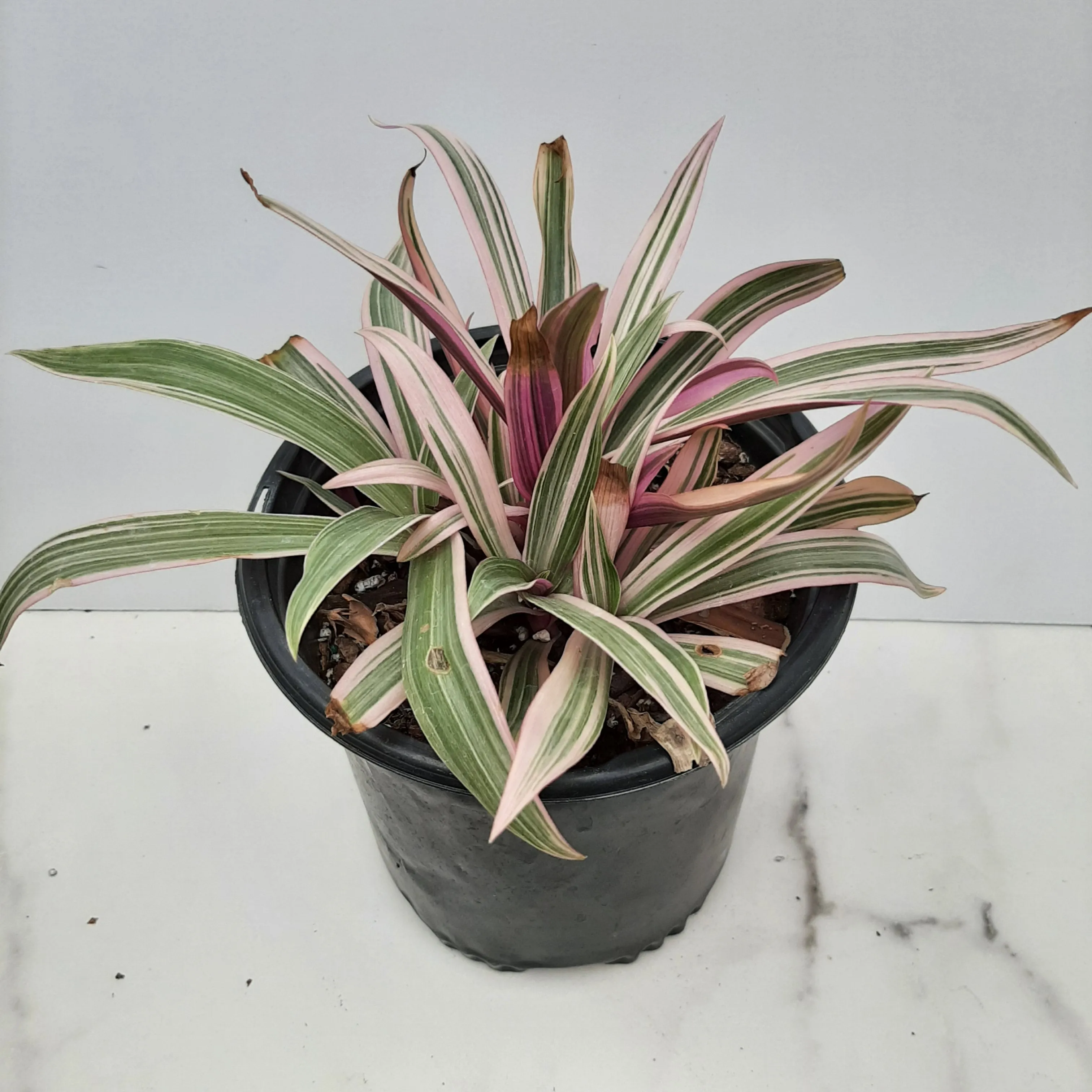 6" tradescantia spathecea