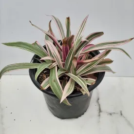 6" tradescantia spathecea